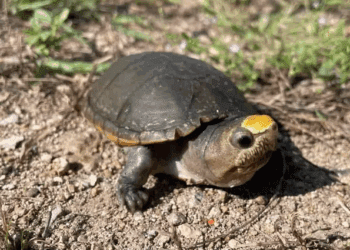 La Tortuga Casquito de Vallarta está al borde de la extinción por el Tráfico Ilegal