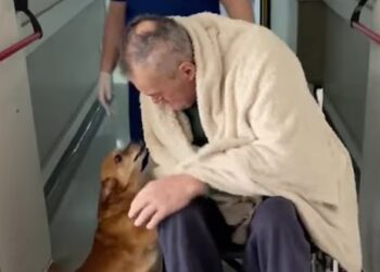 Conmovedor reencuentro entre un hombre y su perrito