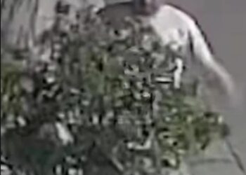 Borracho pelea con un árbol y se hace viral