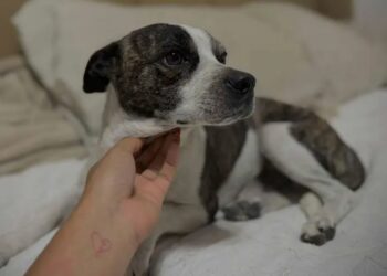 Perro defiende el cuerpo de su dueño y conmueve a Ciudad Juárez