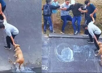 Vecinos salvan a perro con cadena humana en Bogotá