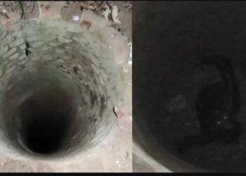 Captan extraña criatura con ojos brillantes en Veracruz