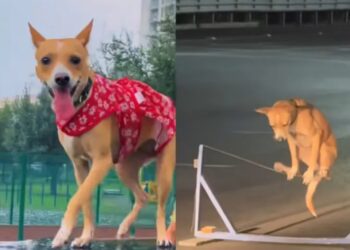 Ronchita, la perrita trabajadora que divide opiniones en TikTok