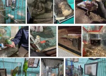 Aseguran casa en la GAM con drogas y fauna exótica
