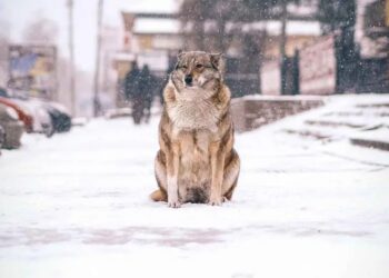 México enfrenta frío extremo: ayuda a los animales sin hogar