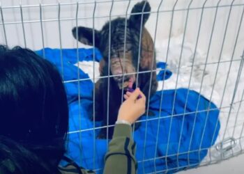 La osa Mina muestra gran recuperación tras 52 días de cuidados