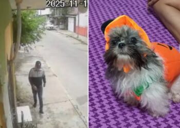 Roban casa en Veracruz y se llevan a Rony, perrito de 4 meses