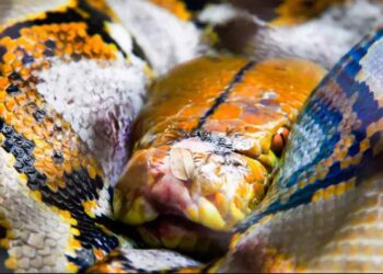 Pitón irrumpe en casa y devora al gato de una familia