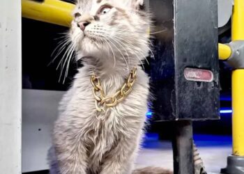 Roban a “Zafiro”, el famoso gato cobrador de Puebla