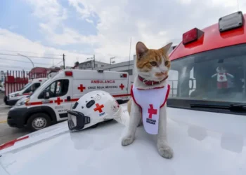Fallece atropellado “Cruzberto”, gatito adoptado por la Cruz Roja Toluca