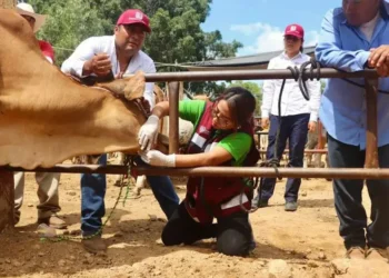 Oaxaca confirma sus primeros casos humanos de infección por gusano barrenador