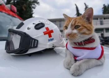 Lamentan muerte de ‘Cruzberto’, gato emblemático de la Cruz Roja Toluca