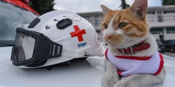 Lamentan muerte de ‘Cruzberto’, gato emblemático de la Cruz Roja Toluca