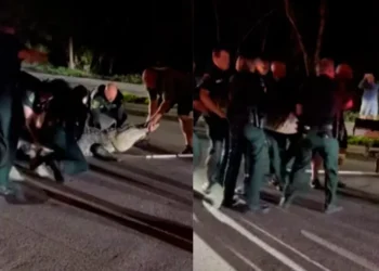 Caimán de 4.3 metros bloquea carretera en Florida
