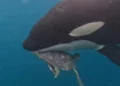 Graban a orca comiendo una tortuga en Manzanillo
