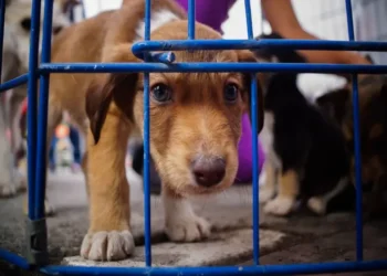 CDMX elimina la exhibición de animales en tiendas y endurece sanciones