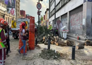 Fuertes vientos provocan caída de árbol en el Centro de la CDMX