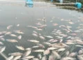 Contaminación provoca mortandad masiva de tilapia en criaderos de Úrsulo Galván