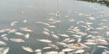 Contaminación provoca mortandad masiva de tilapia en criaderos de Úrsulo Galván