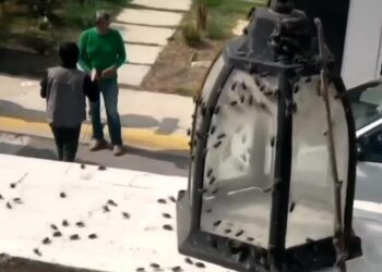 Plaga persistente de moscas mantiene encerrados a habitantes de fraccionamiento en Hidalgo