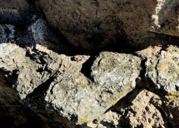 INAH protege vestigios de megafauna del Pleistoceno encontrados en Acatzingo, Puebla