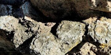 INAH protege vestigios de megafauna del Pleistoceno encontrados en Acatzingo, Puebla