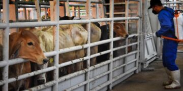 Confirman primer caso de gusano barrenador en Tamaulipas y activan medidas sanitarias