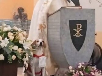 Perrito callejero se convierte en “monaguillo”