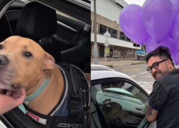 Perrito vence el cáncer y su dueño celebra a lo grande