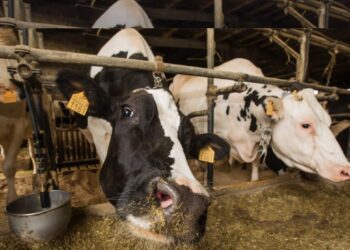 Campesino encuentra cartera con más de mil dólares en estómago de una vaca