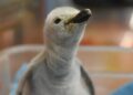 Hito científico: Nace en León el primer pingüino barbijo de Latinoamérica bajo cuidado profesional