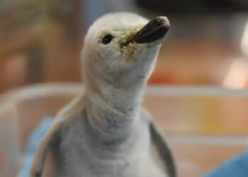 Hito científico: Nace en León el primer pingüino barbijo de Latinoamérica bajo cuidado profesional