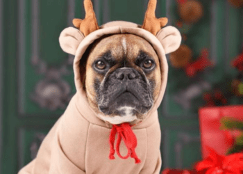 ¿Tu perro necesita suéter? Guía para decidir cuándo abrigarlo