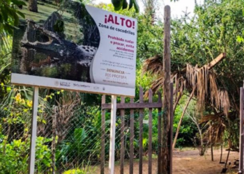 Refuerzan alertas por cocodrilos en la costa de Oaxaca