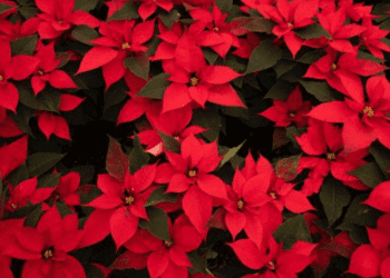 La nochebuena: de flor ritual mesoamericana a símbolo navideño
