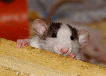 CDMX comprará carne de caballo y ratas para alimentar fauna silvestre