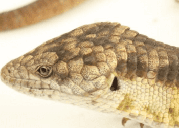 Piden protección urgente para lagartijas recién descubiertas