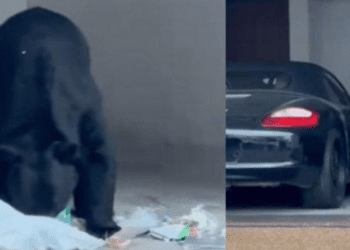 Avistamiento de oso sorprende a vecinos en San Pedro