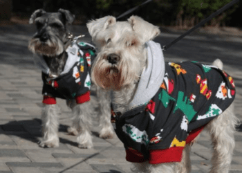 Cómo proteger a tus perritos del frío y la pirotecnia en invierno