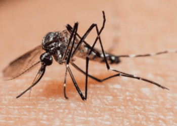 No muerde ni ruge: este es el animal más letal del planeta