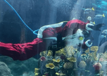 Santa Claus nada con tiburones y sorprende en CDMX