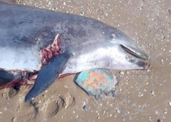 Reportan primer delfín sin vida de 2026 en Playa Bagdad, Tamaulipas