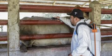 Acciones sanitarias logran reducir más de la mitad de los casos de gusano barrenador en México