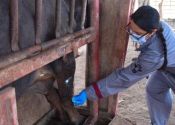 Destacan acciones coordinadas en México para frenar el avance del gusano barrenador