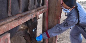 Destacan acciones coordinadas en México para frenar el avance del gusano barrenador