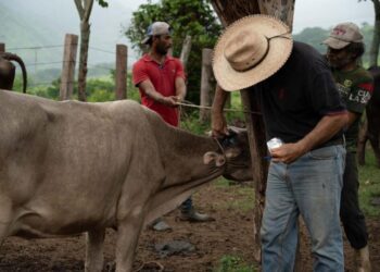 Reportan nuevos contagios de gusano barrenador en Edomex y Tamaulipas