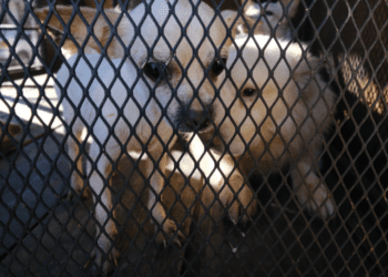 Rescatan a 52 perros en departamento de Guadalajara; estaban en condiciones críticas