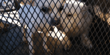 Rescatan a 52 perros en departamento de Guadalajara; estaban en condiciones críticas