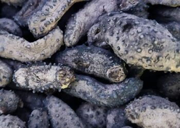 Golpe al tráfico de especies: Aseguran casi 22 mil ejemplares de Pepino de Mar en BC