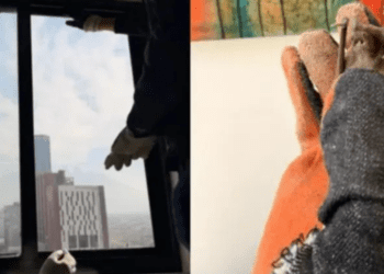 Rescatan murciélagos atrapados en un departamento del centro de Monterrey